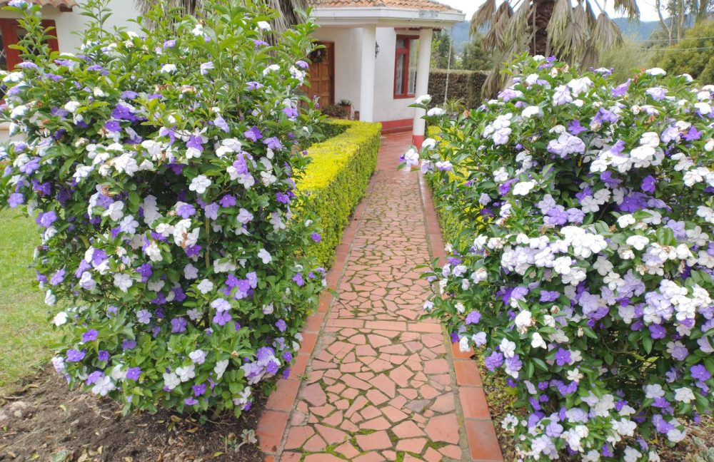 Finca Adriana Daza (17)