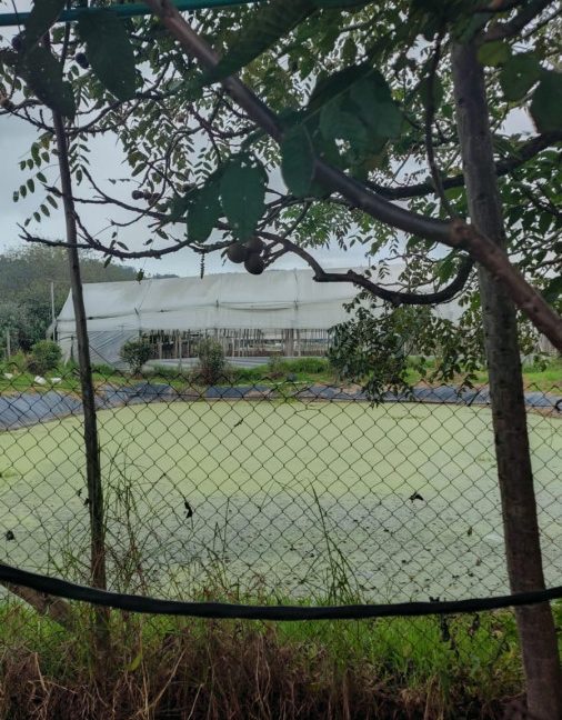 Tenjo - finca (2)
